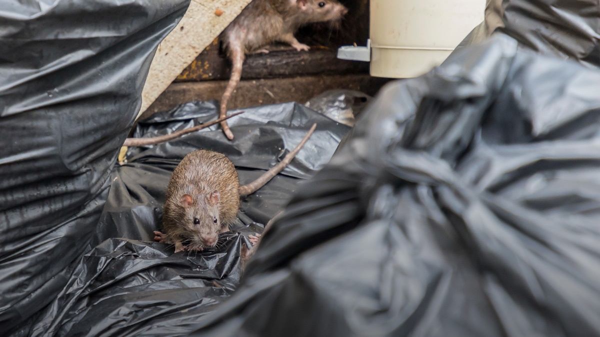 Rootcauseanalysisforpesttechniciansandfieldbiologists Rootcauseanalysisforpesttechniciansandfieldbiologists